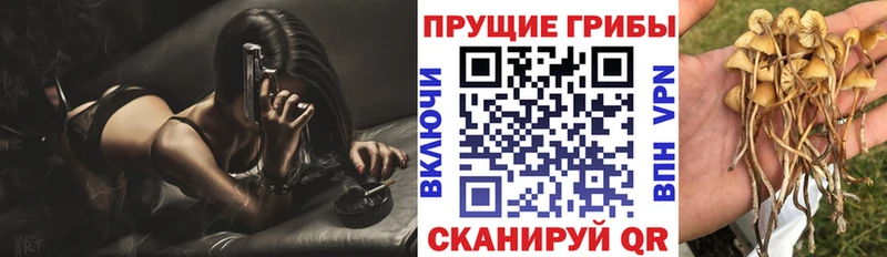 Псилоцибиновые грибы Psilocybine cubensis  Отрадная 